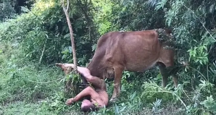  Homem tenta abusar de vaca, mas é “chifrado” pelo animal