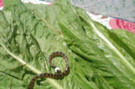 Alerta em Comércios de Alvorada do Oeste.