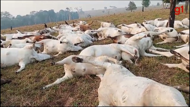  Raio mata quase 100 cabeças de gado em RO: ‘prejuízo de R$ 300 mil’, avalia proprietário