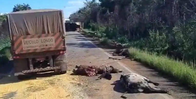  Acidente entre caminhão boiadeiro e carreta deixa vários animais mortos na BR-364