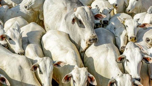  Criminosos furtam 37 cabeças de gado em propriedade rural de Santa Luzia do Oeste